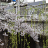 雨桜