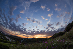 夕暮れの秋桜