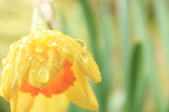 恵みの雨