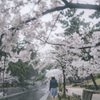 桜道