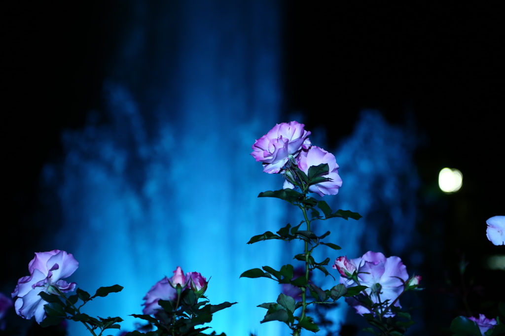 薔薇園