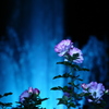 薔薇園