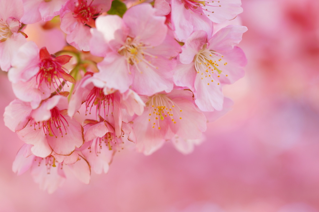 河津桜