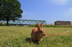 散歩日和