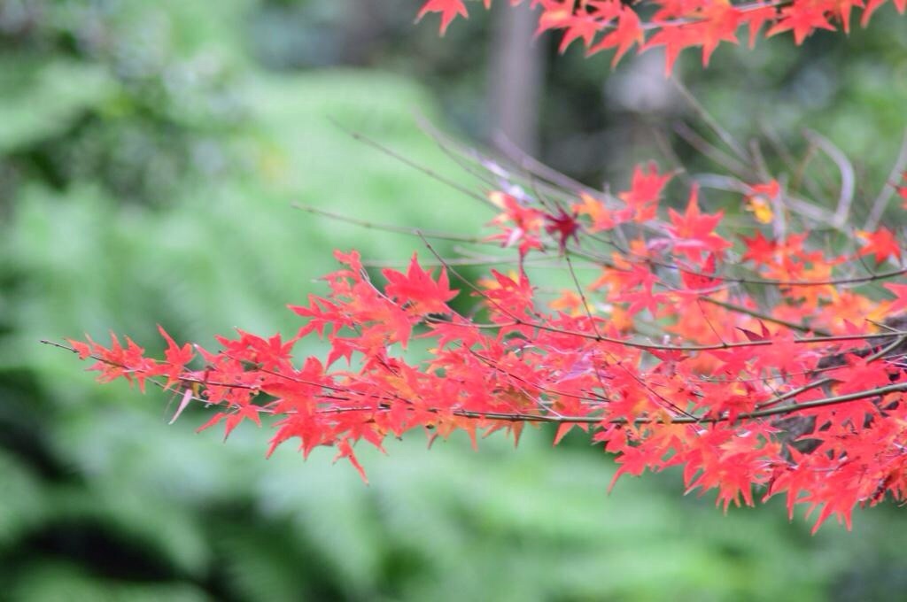 最後の紅葉