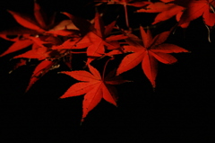 夜の紅葉