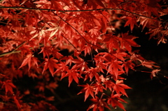 夜の紅葉