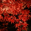 夜の紅葉