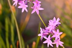 お花