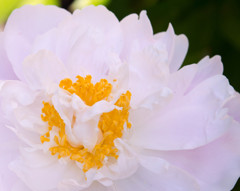 芍薬