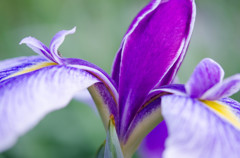菖蒲の時期