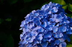 紫陽花
