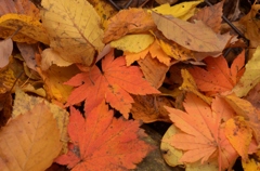 紅葉６