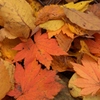 紅葉６