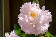 芍薬