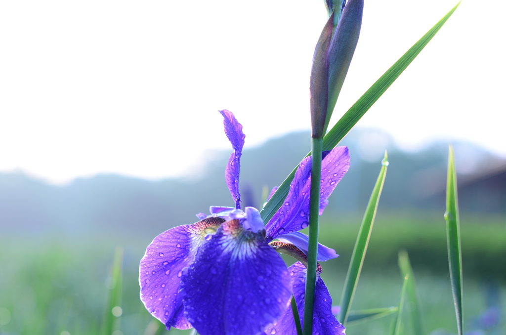 雨上がりの朝撮り01