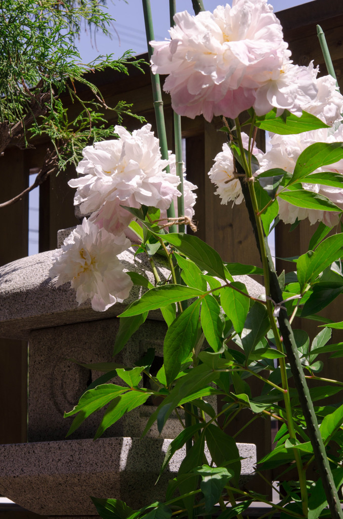 芍薬