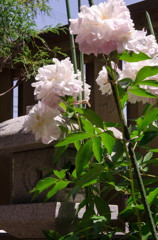 芍薬