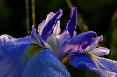 朝撮り菖蒲