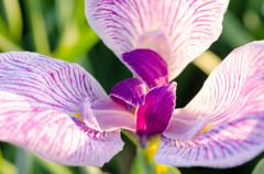 花菖蒲（白紫）
