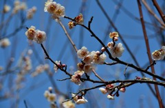 梅祭り01