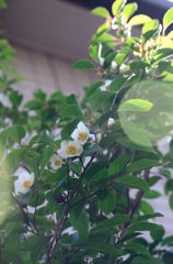 沙羅の木