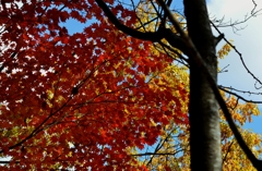 紅葉