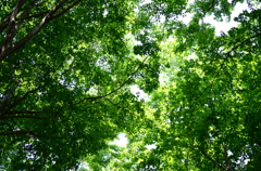 木陰