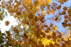 紅葉３