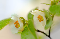 ひめしゃらの花