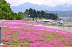 芝桜