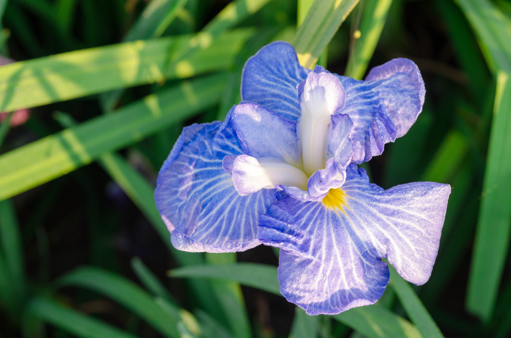 花菖蒲（青）