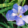 花菖蒲（青）