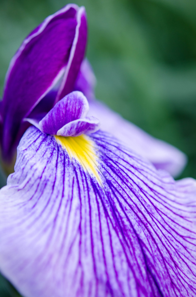 花菖蒲