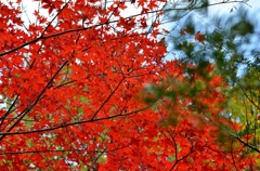 紅葉９