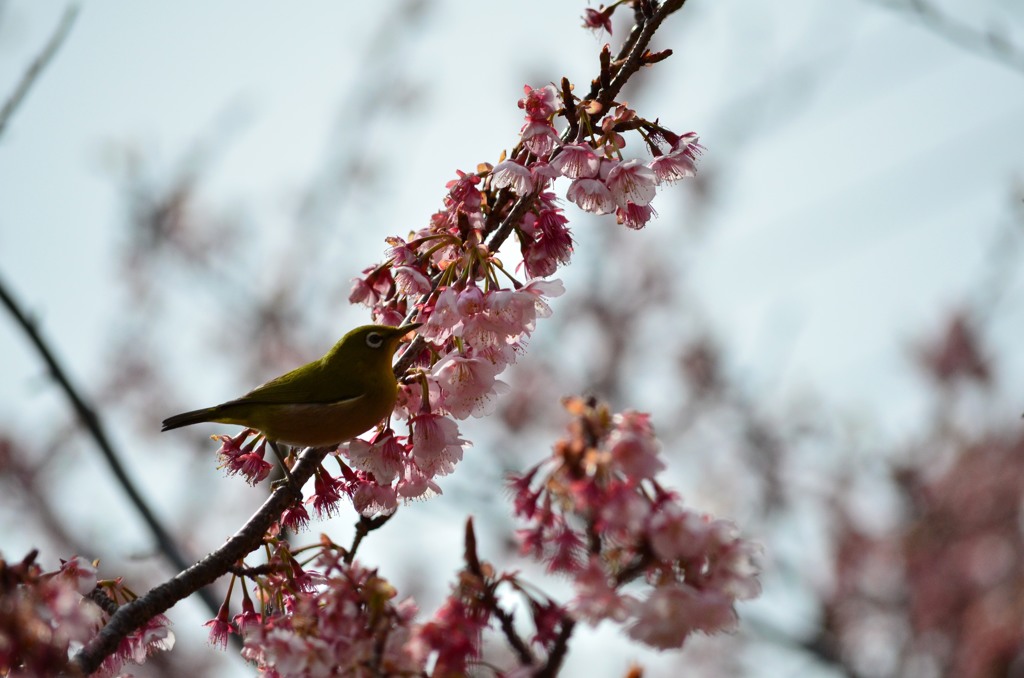 鳥と桜02