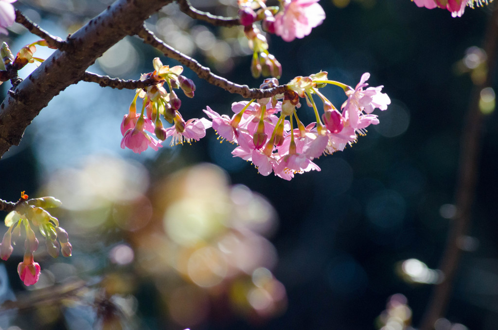 桜