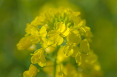 菜の花