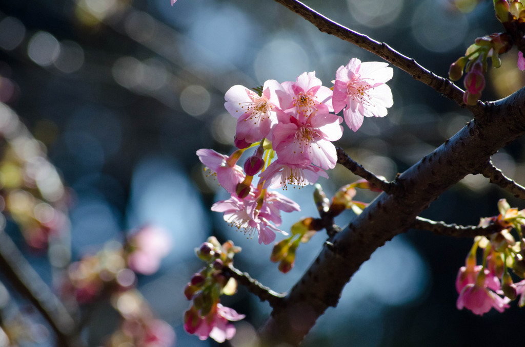桜