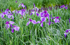 菖蒲の時期