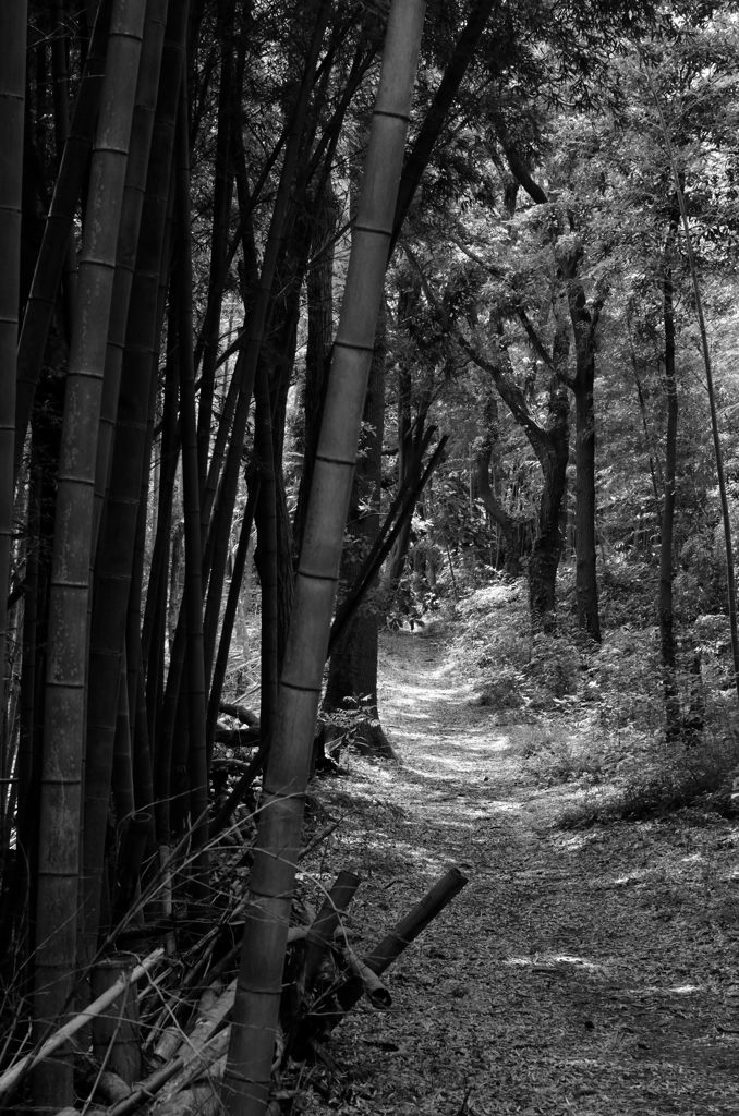 裏山でお散歩