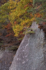 紅葉１１