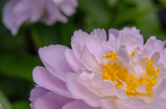 芍薬
