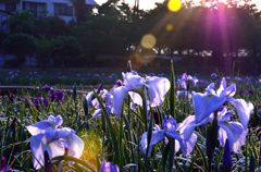朝撮り菖蒲