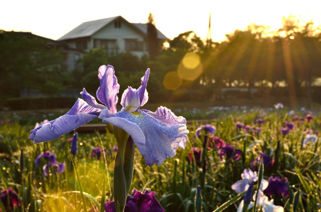 朝撮り菖蒲