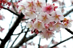 元朝桜02