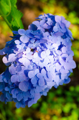 紫陽花