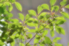 沙羅の木
