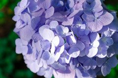 紫陽花02