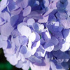 紫陽花02